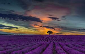 Tinazzi  Gémenos  Col de l'Ange  Caunet  Ceyreste  La Ciotat  Belle Fille  Le Four  Chaux La Bédoule  Aubagne  Tinazzi 60Km     (Parcours bis) Col de lAnge  Fond Blanche  Les Vignes  Pas dOuillier La Bdoule  Fond Blanche  Col de lAnge  Gmenos  Tinazzi  50